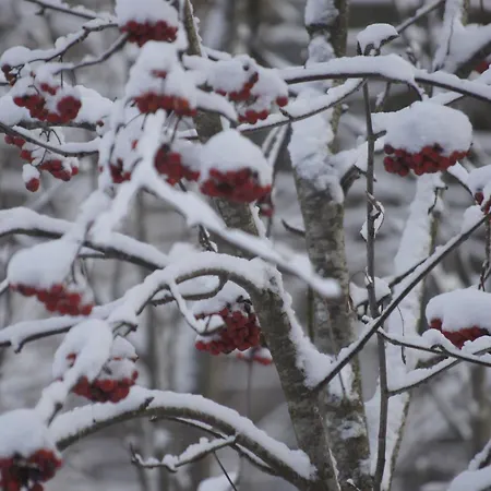 Matikkala Alpehytte Ruokolahti