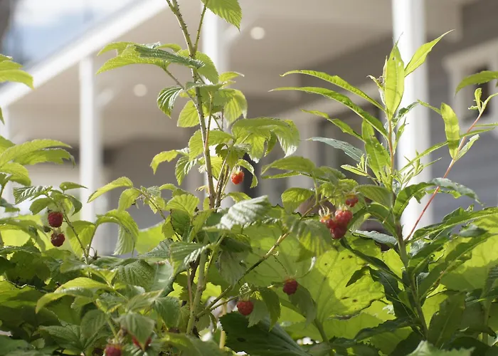 Matikkala ルオコラハティ