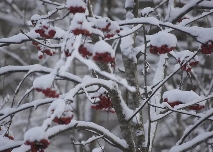 Matikkala シャレー ルオコラハティ